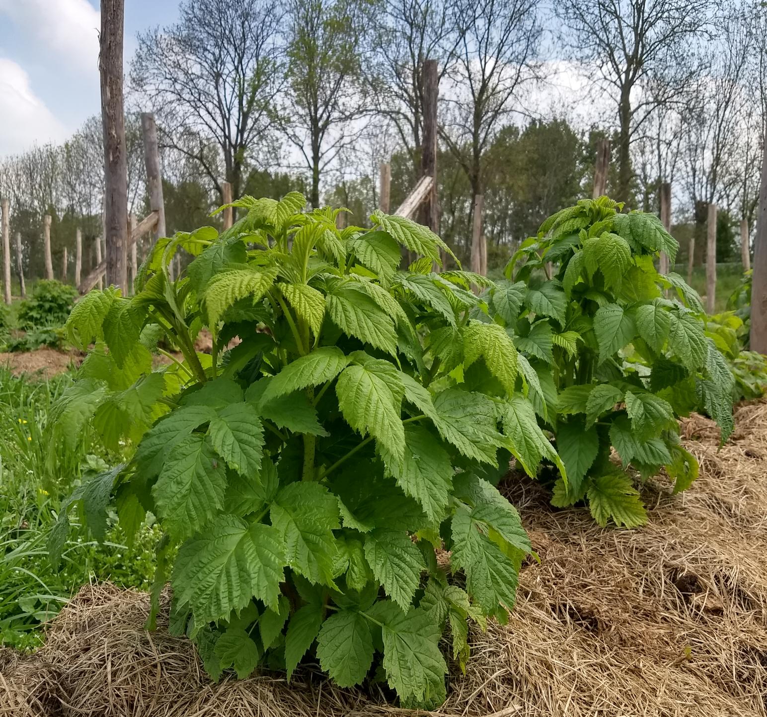 foto plant herfstframbozen