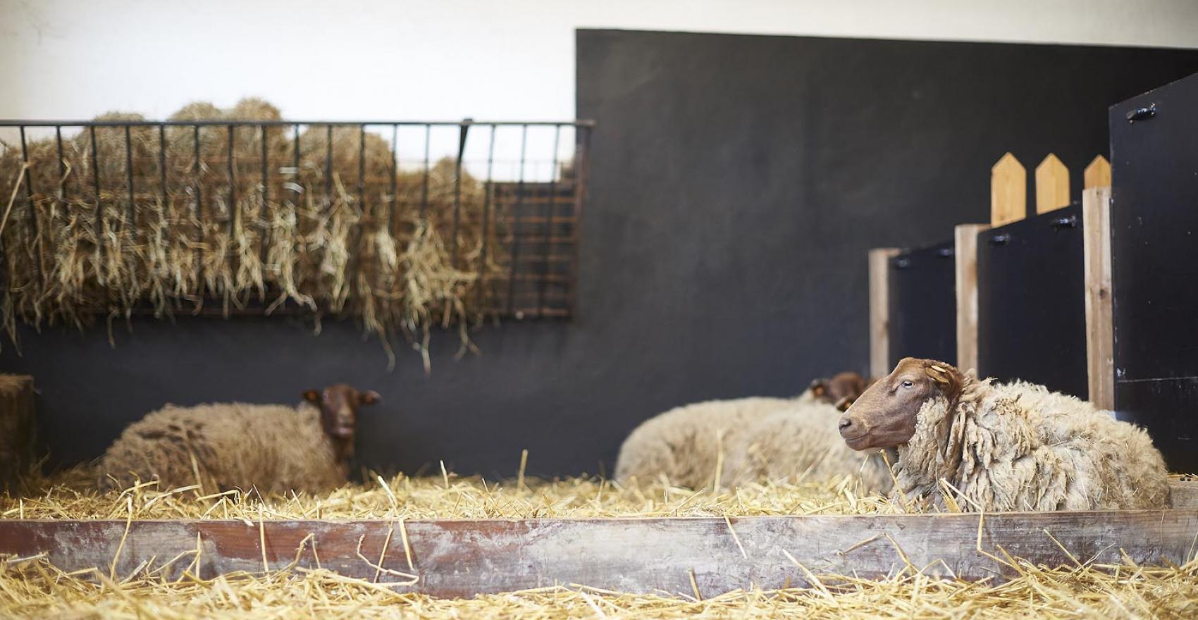 foto schapen in de stal